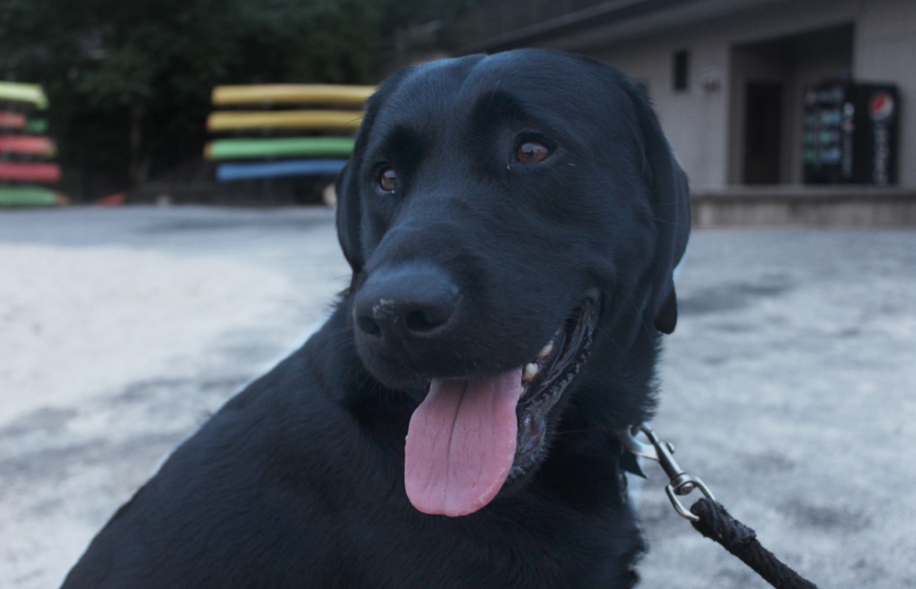 Charlie on our first camping trip