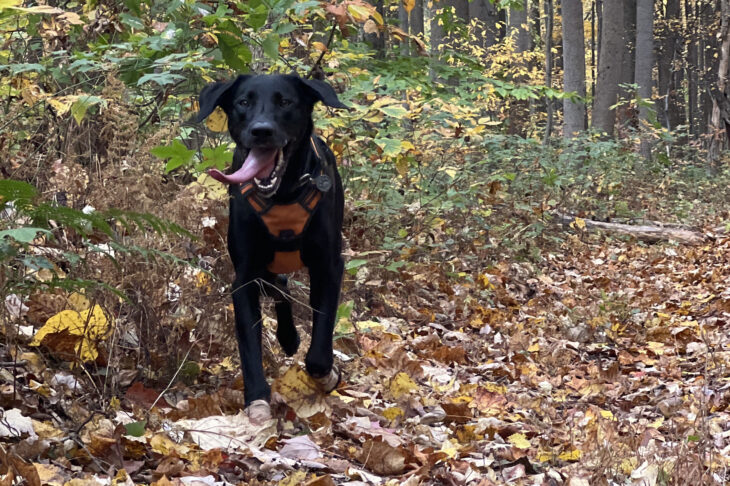 Embracing the Tranquility of Fall